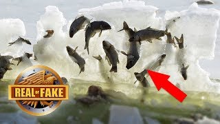 Fish Frozen Alive in Ice Wave  Real or Fake [upl. by Brinna]