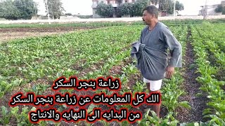 زراعة بنجر السكر اعرف كل المعلومات عن زراعة بنجر السكر من بداية تجهيز الأرض الي الحصاد والإنتاج [upl. by Yesac]