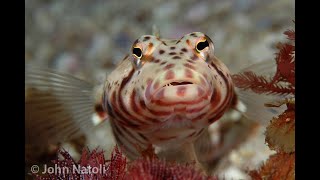 Whitestreak Grubfish  Parapercis stricticeps [upl. by Ylecic]