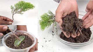 How to propagation CypressJhauThuja plant from cutting at home most easily with 100 Sure Success [upl. by Koblas]