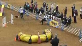 2010 AKC National Agility Championship Winning Run 12quot [upl. by Notsyrb]