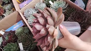 Arrumando AGAVOIDES para a mudança  mais explicações succulents [upl. by Ewan]