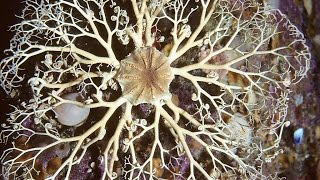 Facts The Basket Star [upl. by Aleahc32]