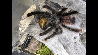 Avicularia aviculariia  The Common Pink Toe egg sac removal [upl. by Fanni738]