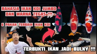 6 PAKAN KOI LOKAL TERBAIK DI INDONESIA ⁉️ [upl. by Maren]