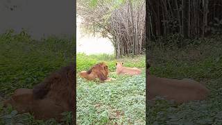 The lion fam ❤️ lion lioness youtubeshorts love animals park wildlife beautiful moments [upl. by Elsbeth]