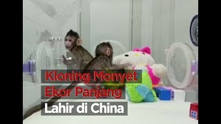 Kloning Monyet Ekor Panjang Lahir di China [upl. by Intruok]