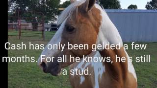 Tami Marlers herd boss defends mare from new recentlygelded stallion [upl. by Lebbie849]