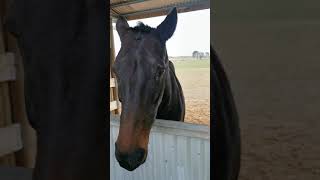 administrating my horses medication for cushing horse living with cushing youtube homevideo [upl. by Nomyar]