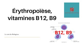 Érythropoïèse et vitamines B12 B9 [upl. by Merola]