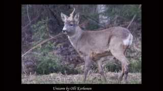 Extremely Rare Real Unicorn Deer  Licorne en Finlande  Einhorn in Finnland  Yksisarvinen Suomessa [upl. by Senaj776]