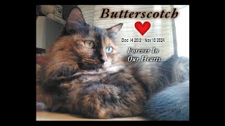 Photo Montage of Our Beloved Butterscotch Dec 14 2012Nov 10 2024 [upl. by Anoerb]