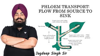 Phloem Transport  Jagdeep Sir  Kota Pulse By Unacademy [upl. by Giuliana]