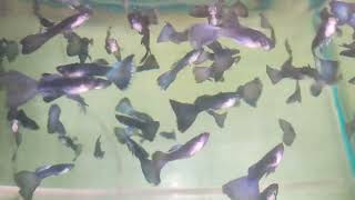 AQUARIUM HOBBY guppymoscow hobby fish aquarium petlover fishtank pets colorfulfish animals [upl. by Nomad]