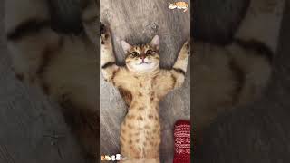 Cat sleeps in strange positions🤣🤣🤣😂😂 Catliver fyp foryou foryoupage funny kitty [upl. by Ness]