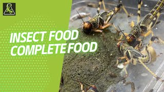 Insect Food  Reptile Systems [upl. by Dash254]