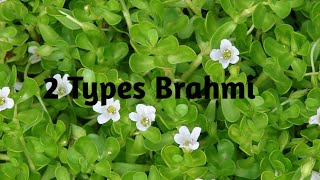 2 Types brahmi medicinal plant🍃🍃🍃🍃🍃🍃🍃🍃🍃🍃🍃🍃 [upl. by Natsyrt]