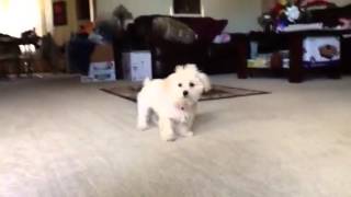 Maltipoo barking [upl. by Hussein]