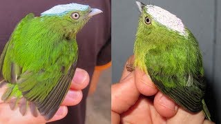 STRANGE BIRDS OF THE AMAZON TROPICAL FOREST DISCOVERED EXTREMELY HYBRID [upl. by Volnak142]