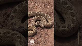 Angry Harmless Snake shorts snakes wildlife Africa [upl. by Akena]