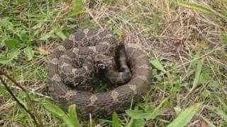 Eastern Massasauga Rattlesnakes 2010 [upl. by Melisent585]