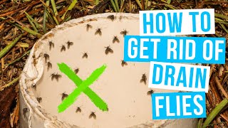 How to GET RID OF DRAIN FLIES  in house and bathroom [upl. by Einram]