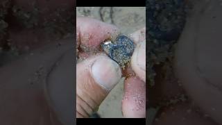 A little Gold is better than no Gold adventure awesome metaldetecting beach [upl. by Llenyt308]