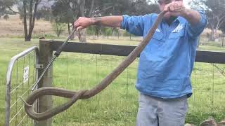 Big Eastern Brown Snake  Ballandean [upl. by Arahsit102]