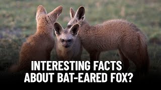 The Extraordinary Facts of the BatEared Fox [upl. by Costanzia406]