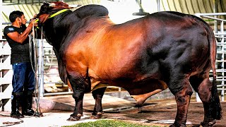 Carlos  one of the Iconic Bulls of Brownies Ranch [upl. by Lipski377]