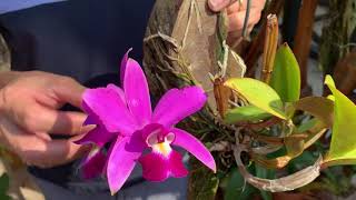 How I care for my Cattleya violacea [upl. by Adrell]