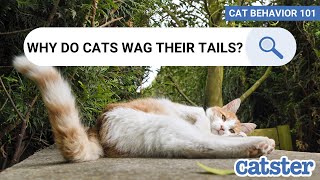 Cat Tail Language EXPLAINED [upl. by Natale935]