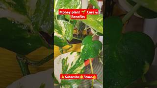 Money Plant Care amp Benefits 😃 shorts viralvideo gardening plantcare moneyplant pothosplant [upl. by Nyrroc]