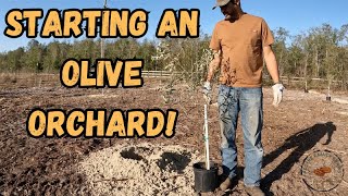 Starting a NEW orchard farming diy olive [upl. by Ecirtel577]