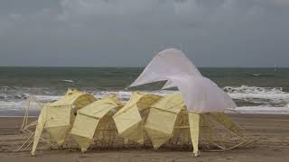 STRANDBEEST MIMICRI 2019 [upl. by Eednil]