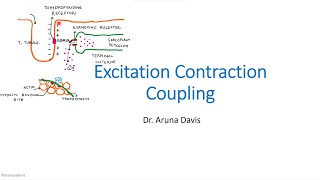 Excitation Contraction Coupling [upl. by Pip]