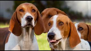 American Foxhound Dog breed [upl. by Niletac]