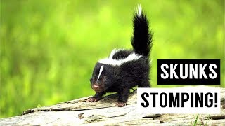 Baby SKUNKS Stomping Compilation [upl. by Jessabell]