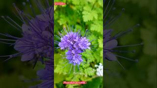 Phacelia Lacy beautiful in purple51124 [upl. by Aimekahs]