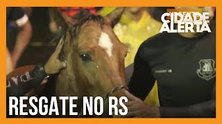 Cavalo é resgatado de área alagada no Rio Grande do Sul [upl. by Robbie]