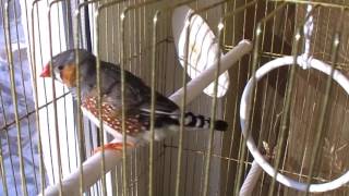 Bird sings beautifully  zebra finch [upl. by Okimuk207]