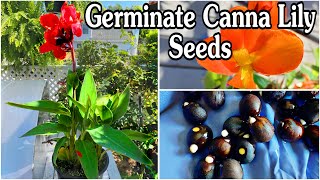 HOW TO germinate canna lily seeds  Grow your own cannas from seed 6amp7 mo updates [upl. by Ahsiral]