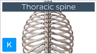 Thoracic Spine  Definition amp Components  Human Anatomy  Kenhub [upl. by Yxel]