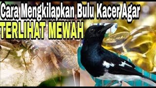 Cara Mengkilapkan Bulu Kacer Agar Terlihat Mewah [upl. by Llenahc]