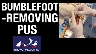 Rooster with bumblefoot pododermatitis receives treatment at Bird Vet Melbourne [upl. by Baten]