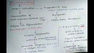 Thiazolidine diones antidiabetic pharmacology [upl. by Peckham]