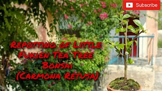 Fukien Tea Tree  Carmona Retusa  Bonsai  Indian Bonsai Zone [upl. by Eenattirb]