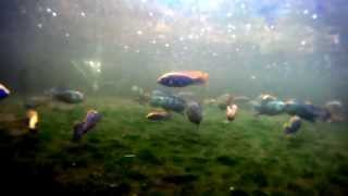 Malawi Cichlid DEMO pool 2 Otopharynx lithobates Zimbawe Rock [upl. by Gurias]