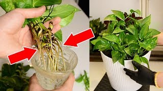 Money Plant Growing Tips  Urdu  Hindi  Money plant lagane ka tarika [upl. by Brear]