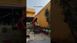 Mini garden ll cleaning llshortvideo viralvideo viralshorts ytshorts [upl. by Magdau]